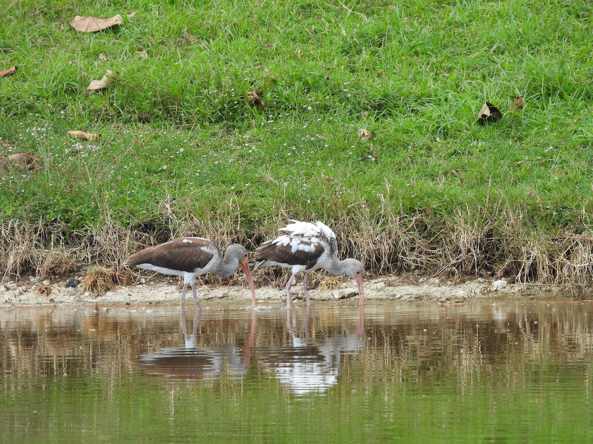 White Ibis - ML645578294