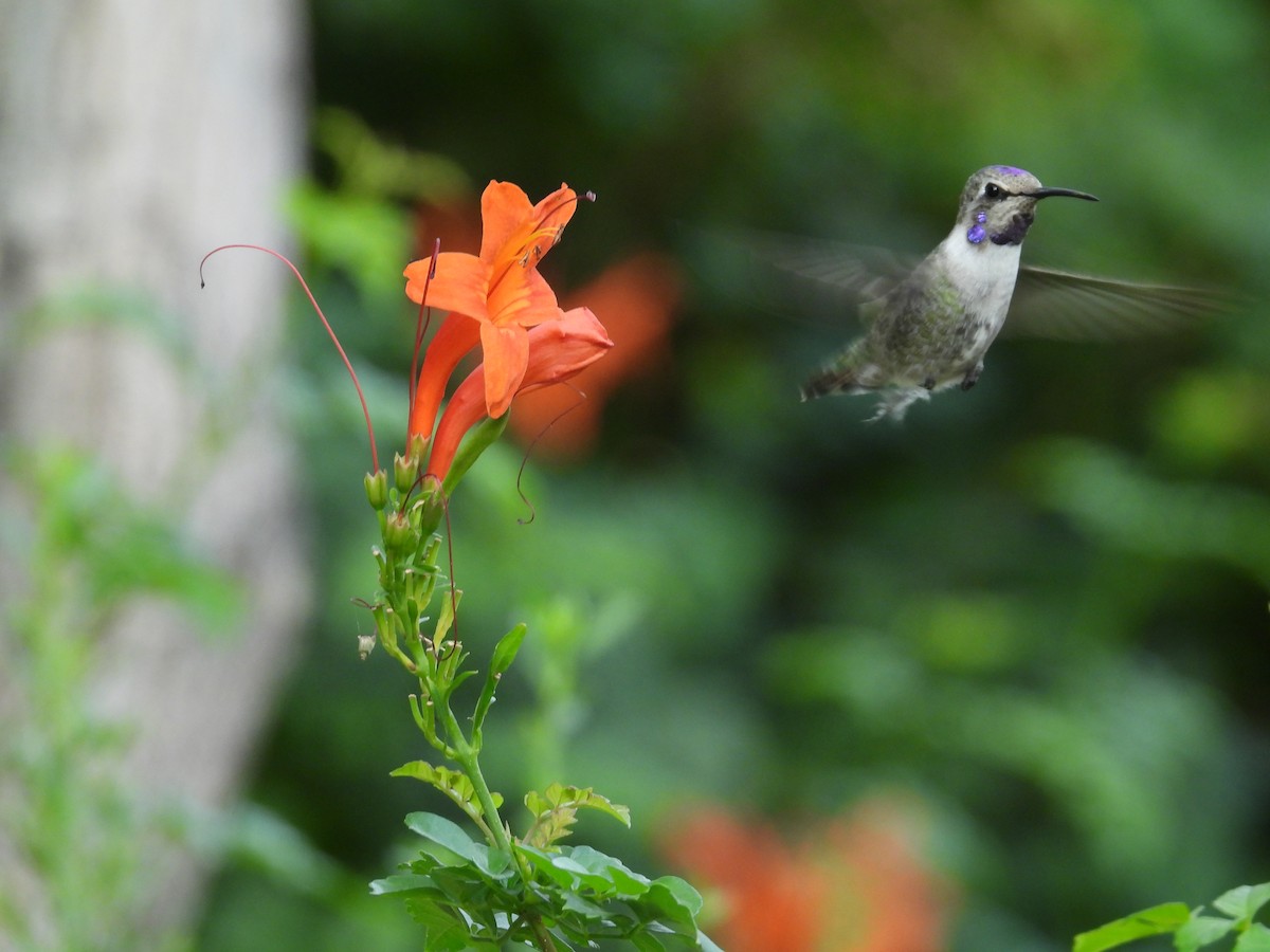 Costa's Hummingbird - ML645578295