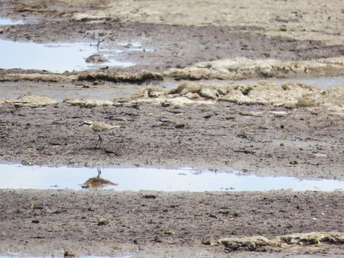 Kittlitz's Plover - ML645578296