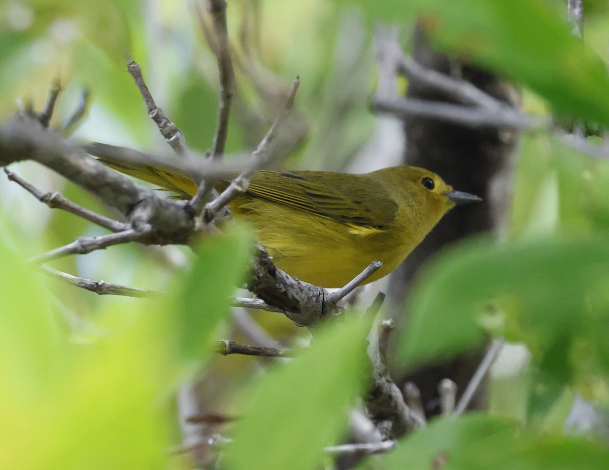 Mangrove Yellow Warbler - ML645578297