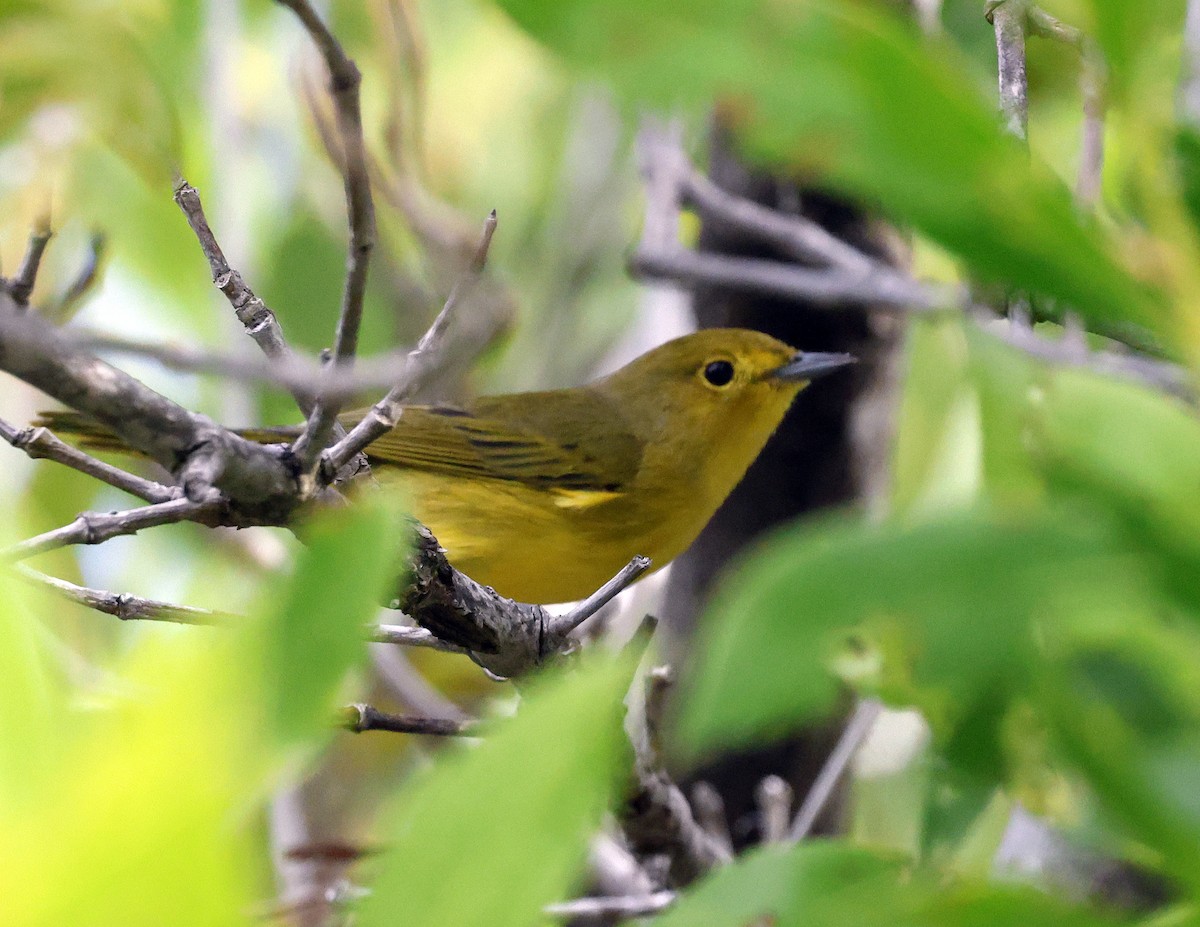 Mangrove Yellow Warbler - ML645578298