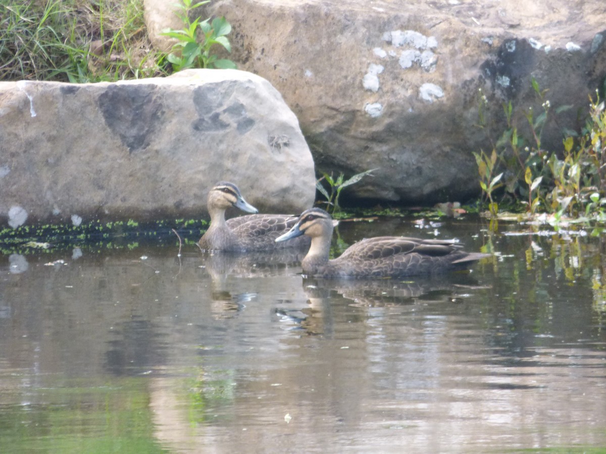 Pacific Black Duck - ML645578299