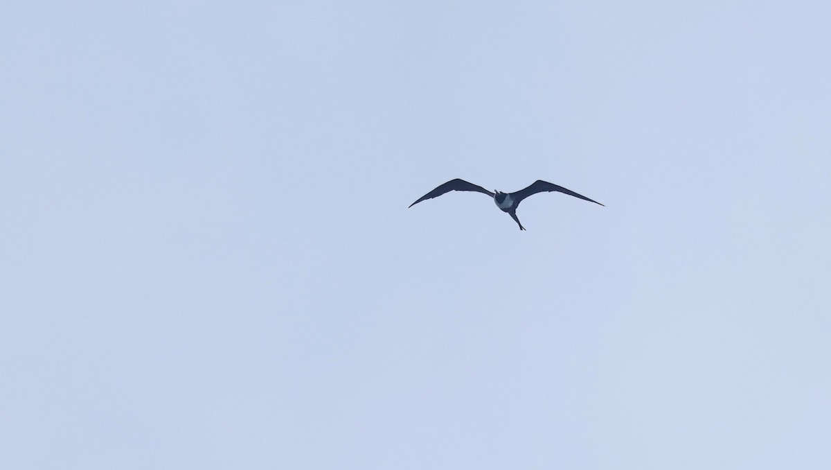 Magnificent Frigatebird - ML645578300