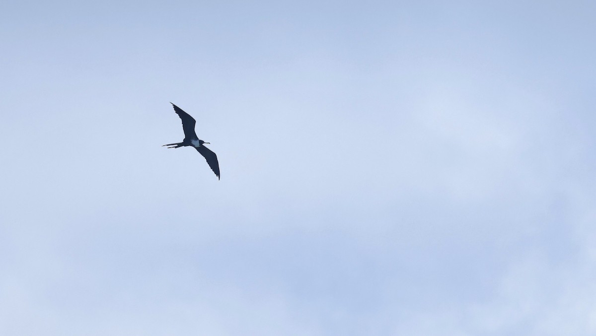 Magnificent Frigatebird - ML645578301