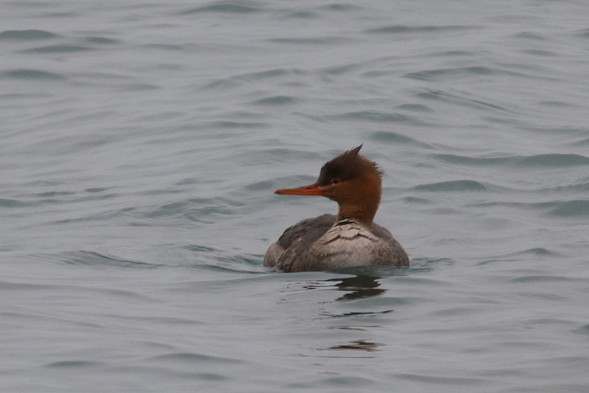 Red-breasted Merganser - ML645578302