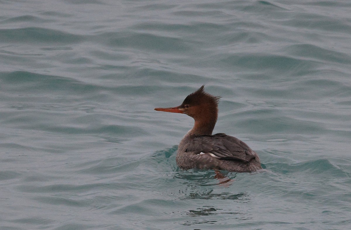 Red-breasted Merganser - ML645578304