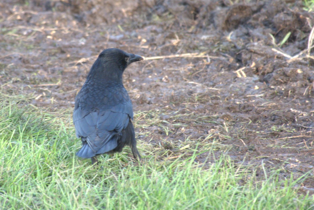 Carrion Crow - ML645578305