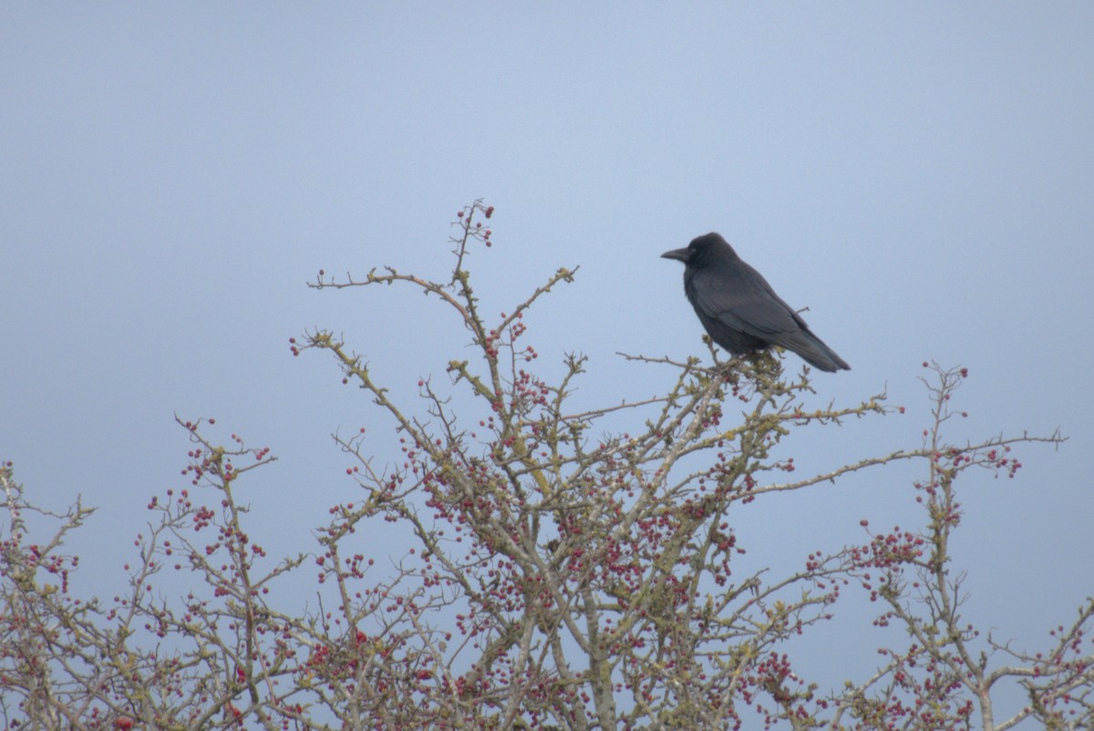 Carrion Crow - ML645578306