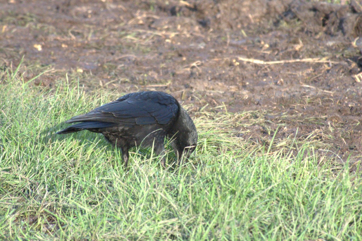 Carrion Crow - ML645578307