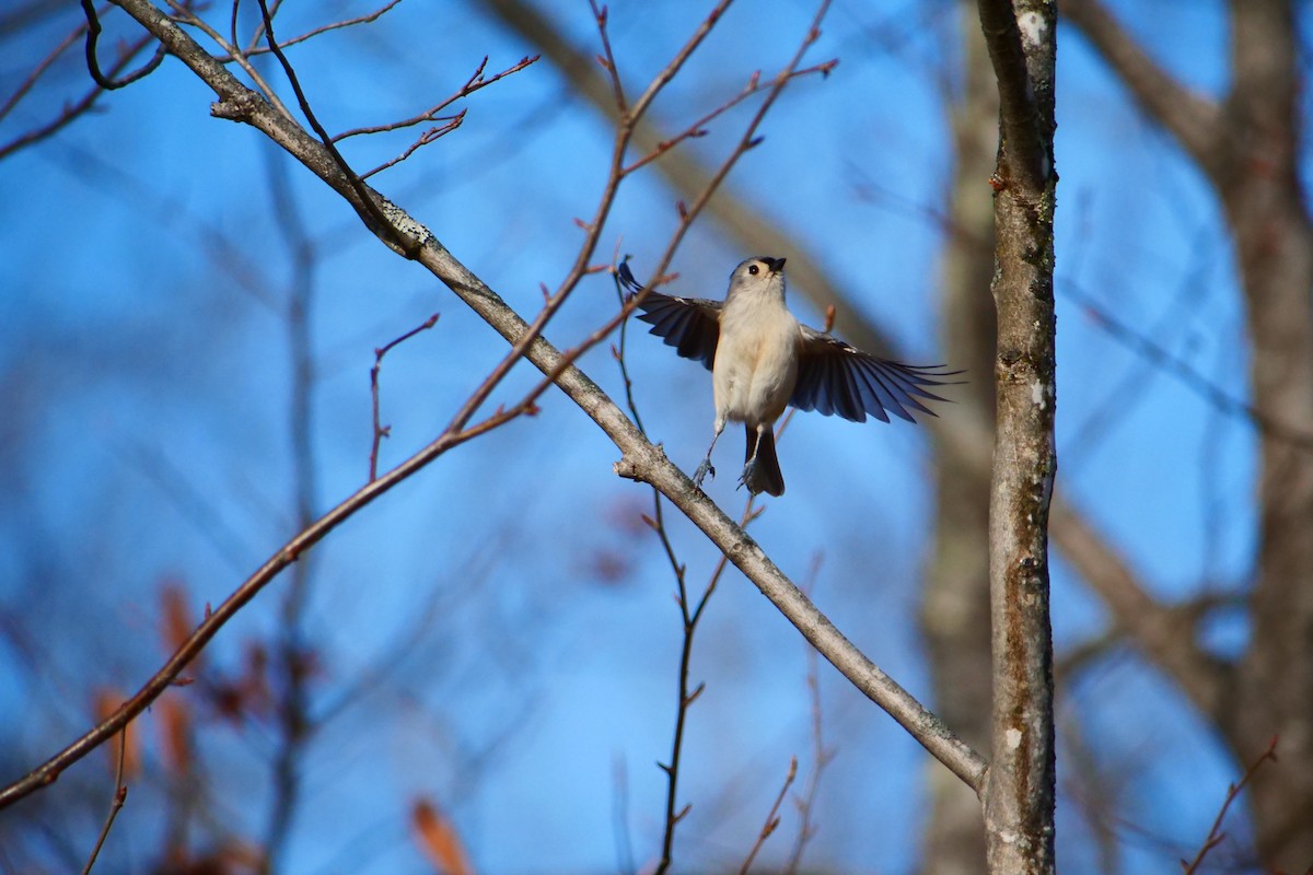 Tufted Titmouse - ML645578308