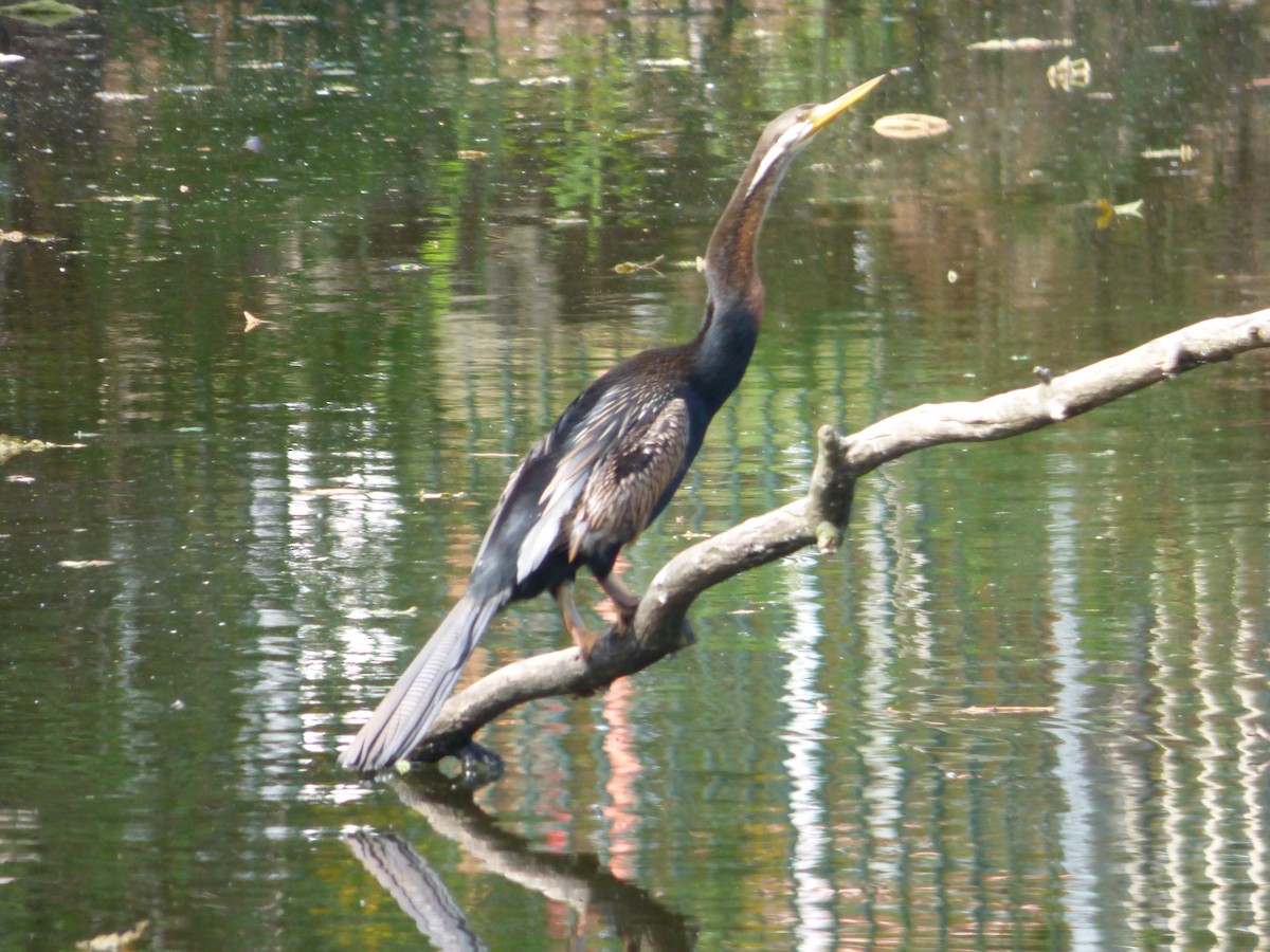 Australasian Darter - ML645578309