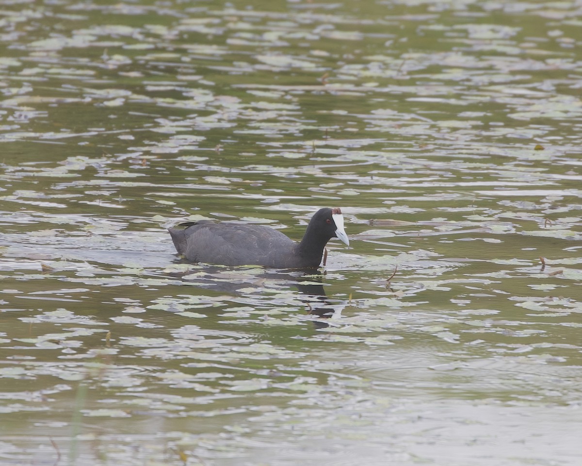 Red-knobbed Coot - ML645578311