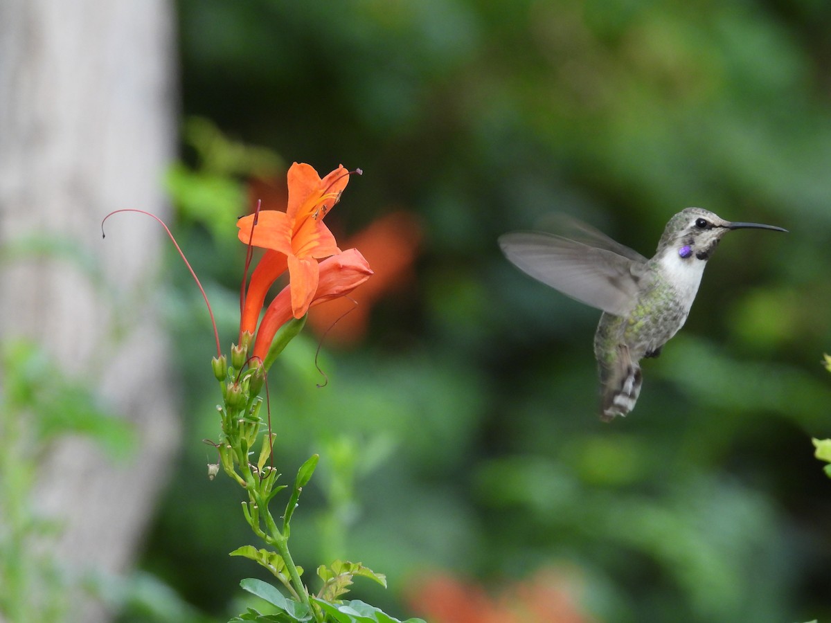 Costa's Hummingbird - ML645578312