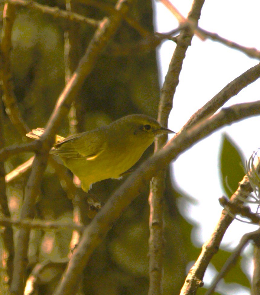 Orange-crowned Warbler - ML645578313