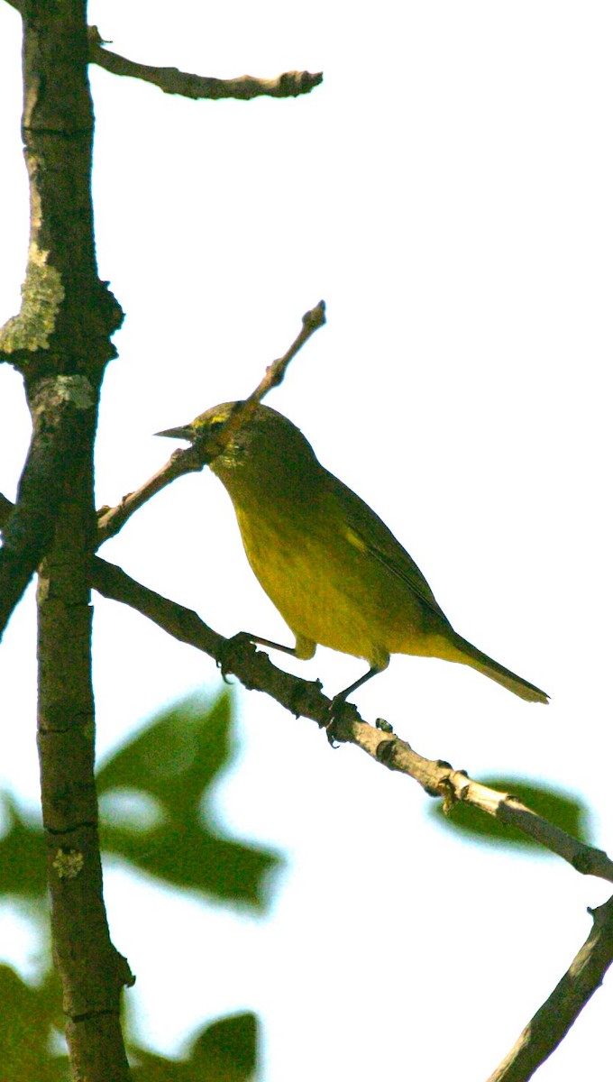 Orange-crowned Warbler - ML645578314