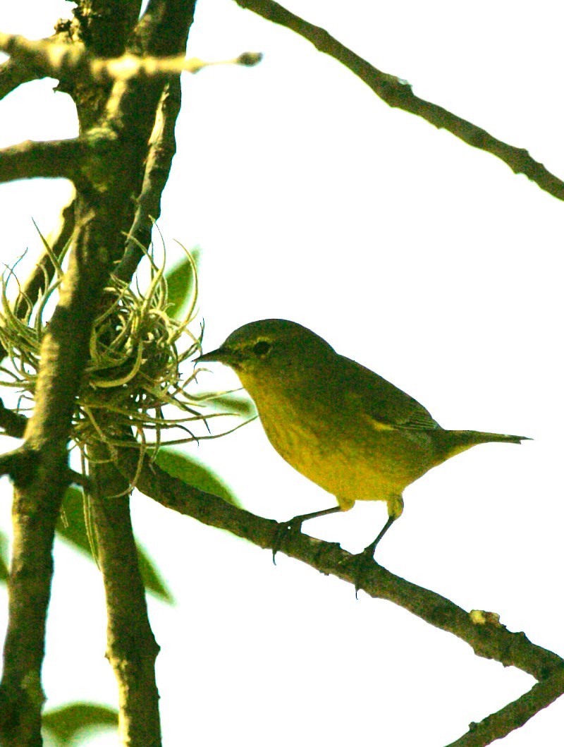 Orange-crowned Warbler - ML645578315
