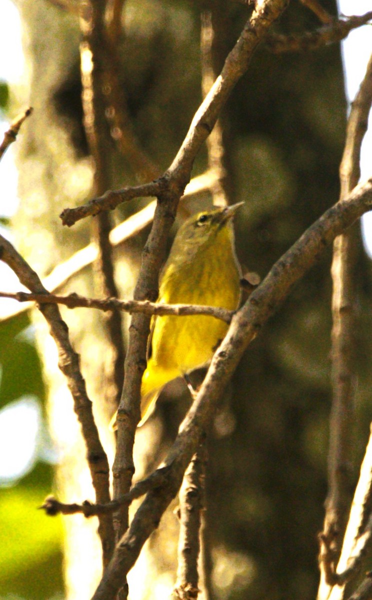 Orange-crowned Warbler - ML645578316