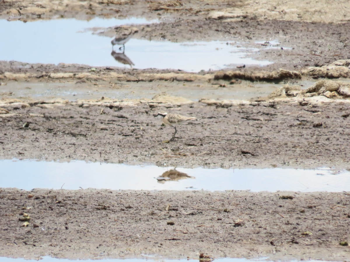 Kittlitz's Plover - ML645578317