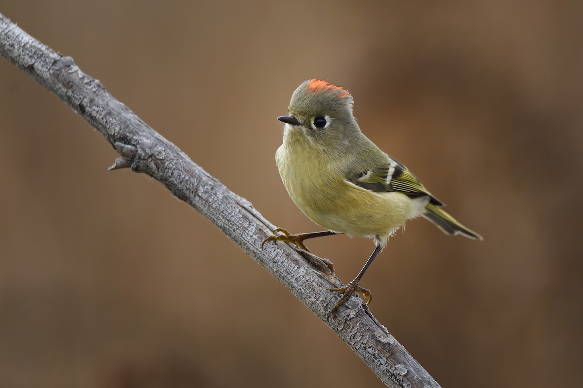 Ruby-crowned Kinglet - ML645578319