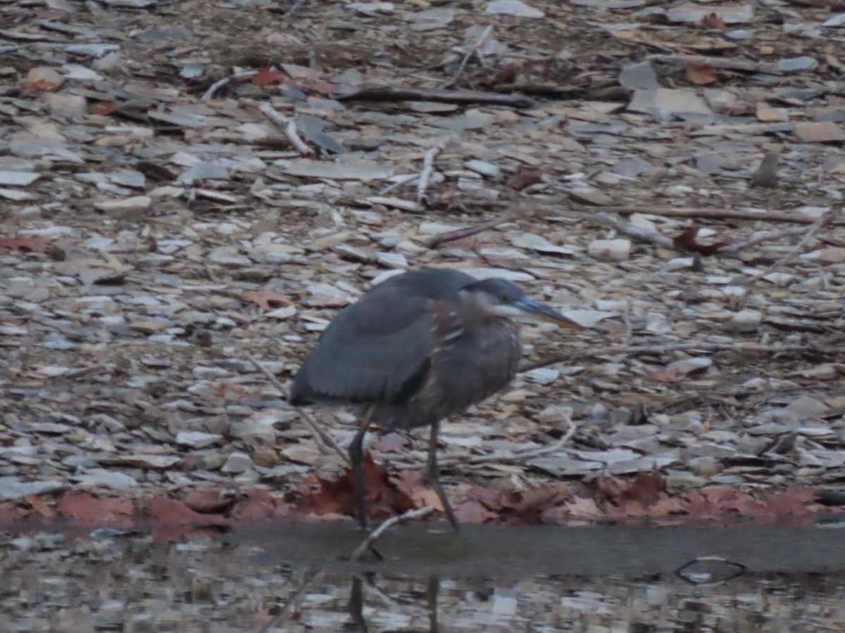 Great Blue Heron - ML645578321