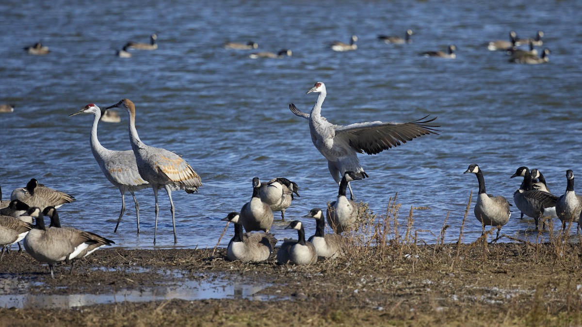 Sandhill Crane - ML645578323