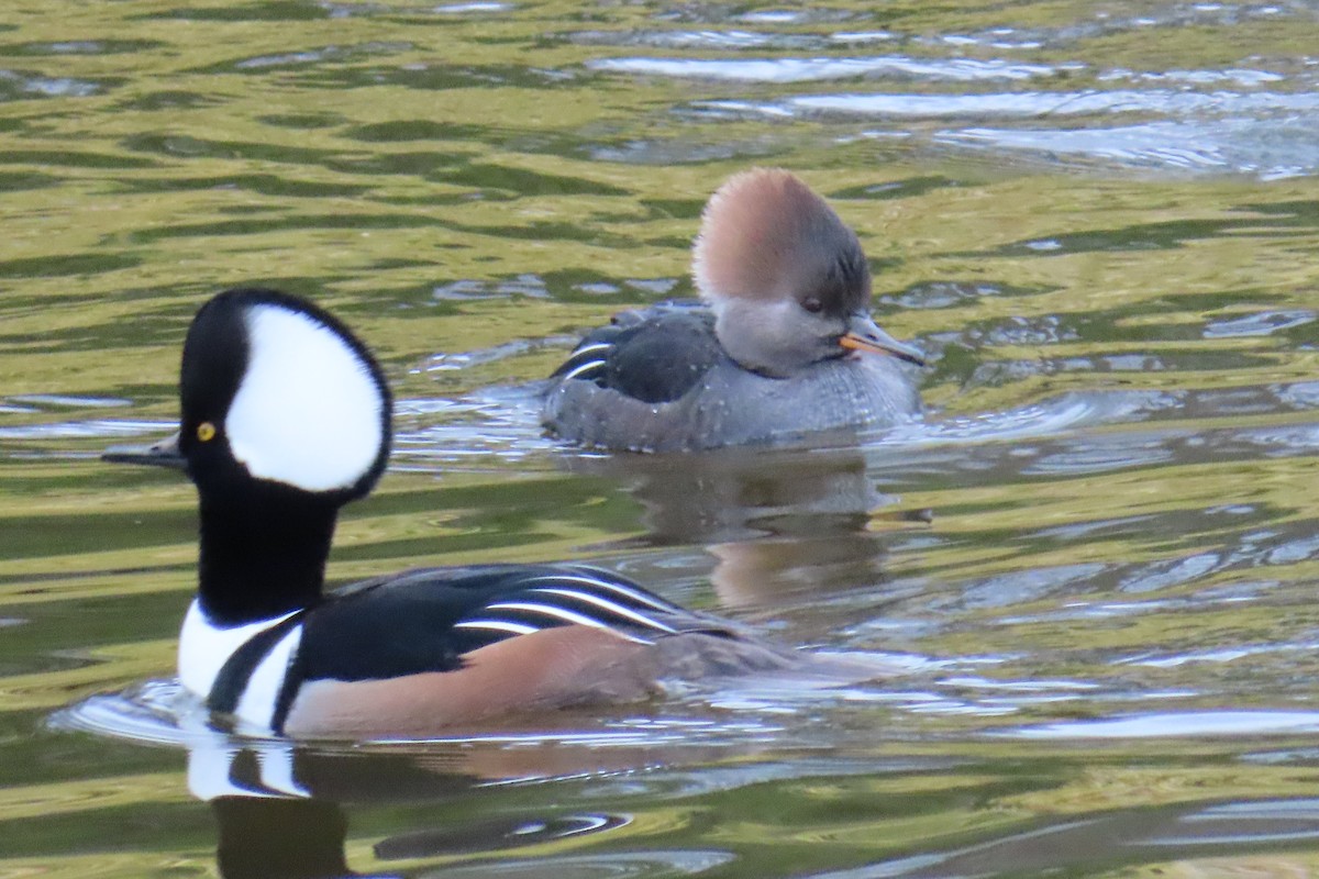 オウギアイサ - ML645578342