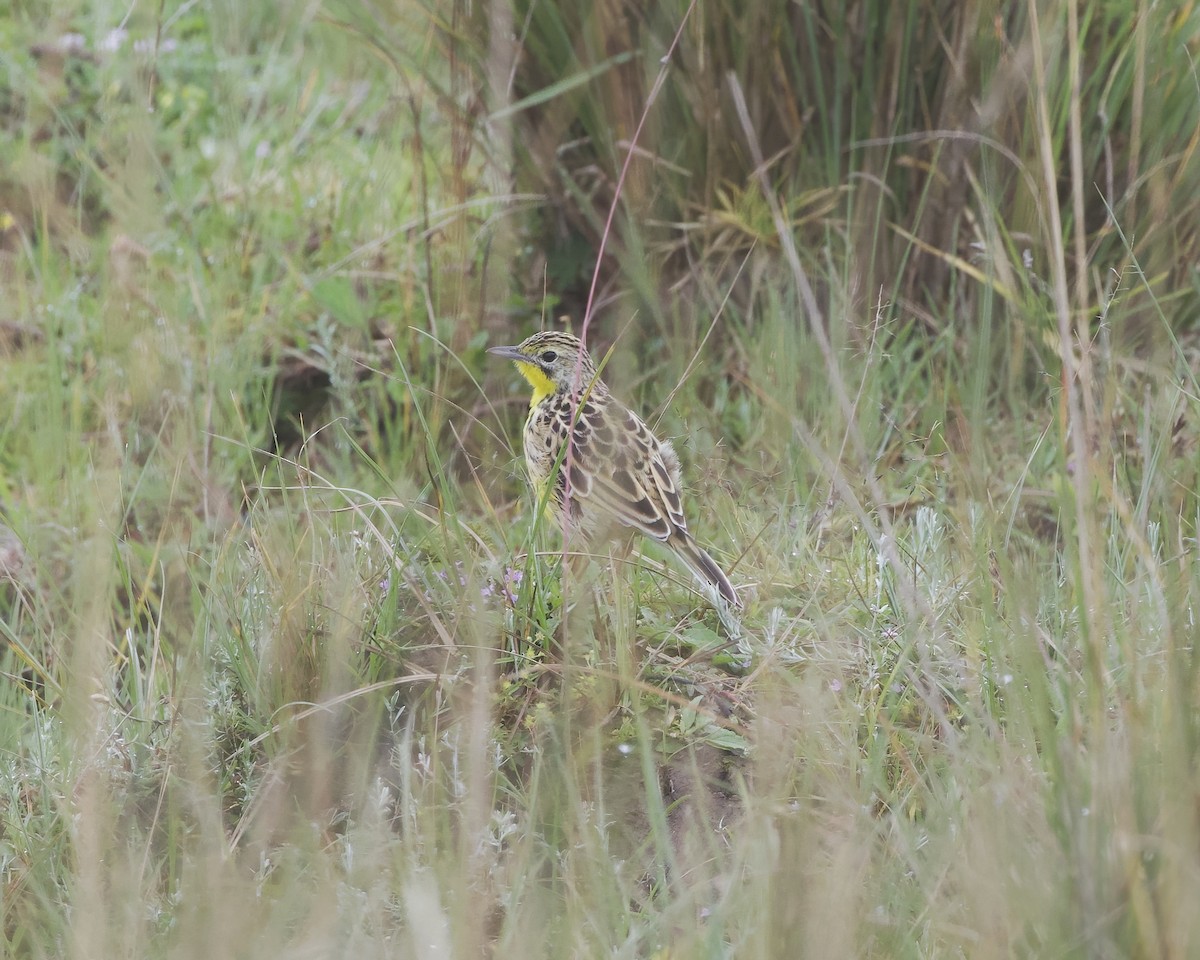 Sharpe's Longclaw - ML645578343