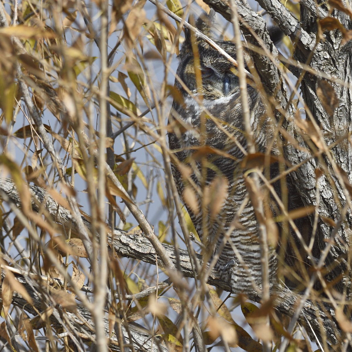 Great Horned Owl - ML645578344