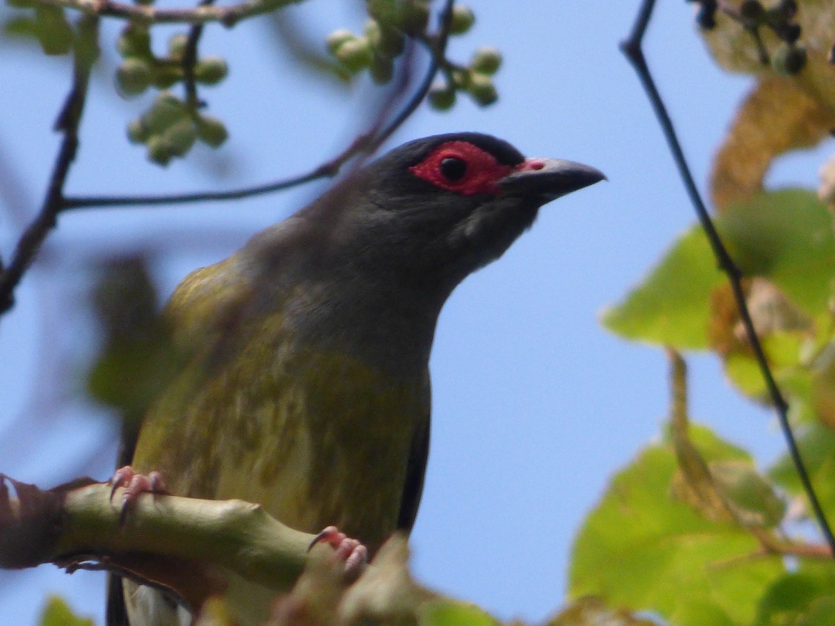 メガネコウライウグイス - ML645578345