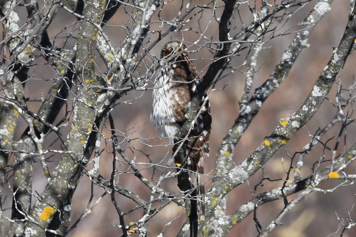 クーパーハイタカ - ML645578350