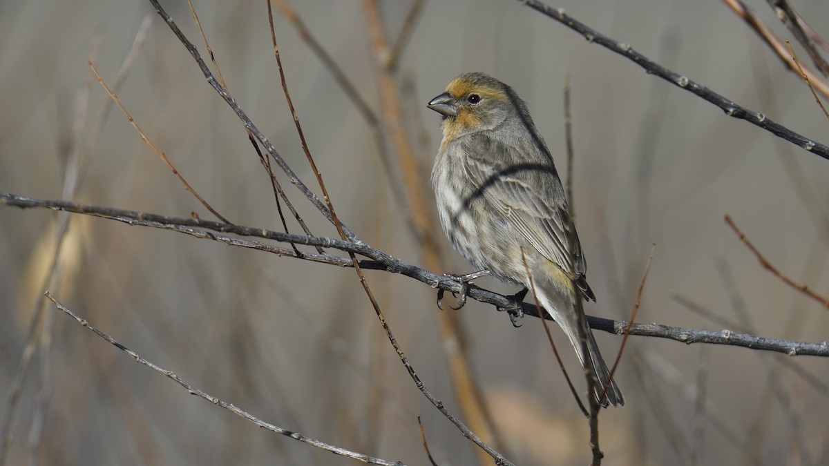 House Finch - ML645578352