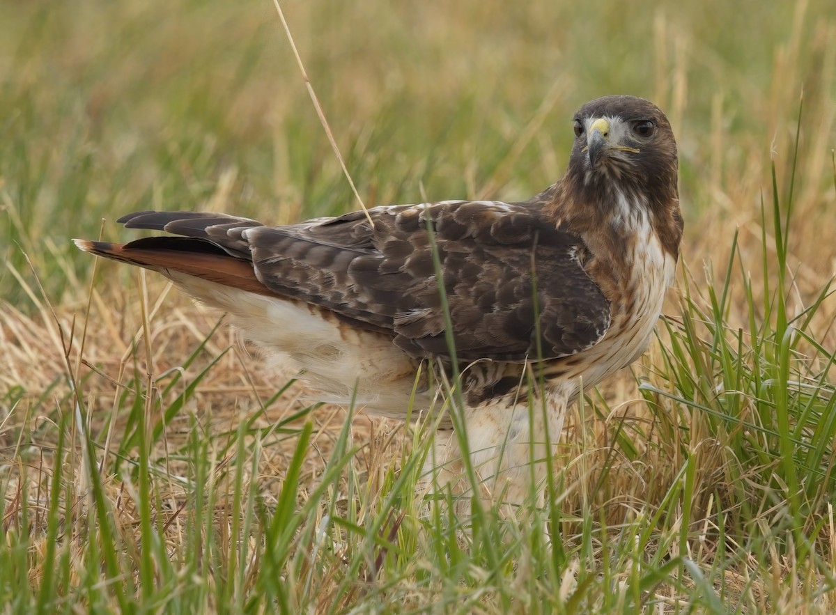 アカオノスリ - ML645578354