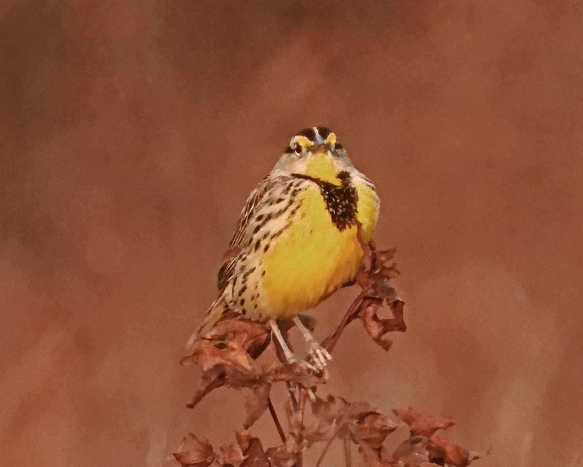 ヒガシマキバドリ - ML645578357