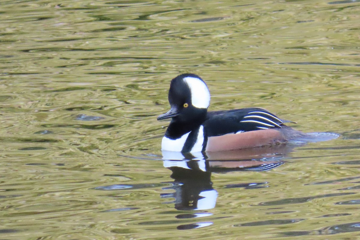 オウギアイサ - ML645578358