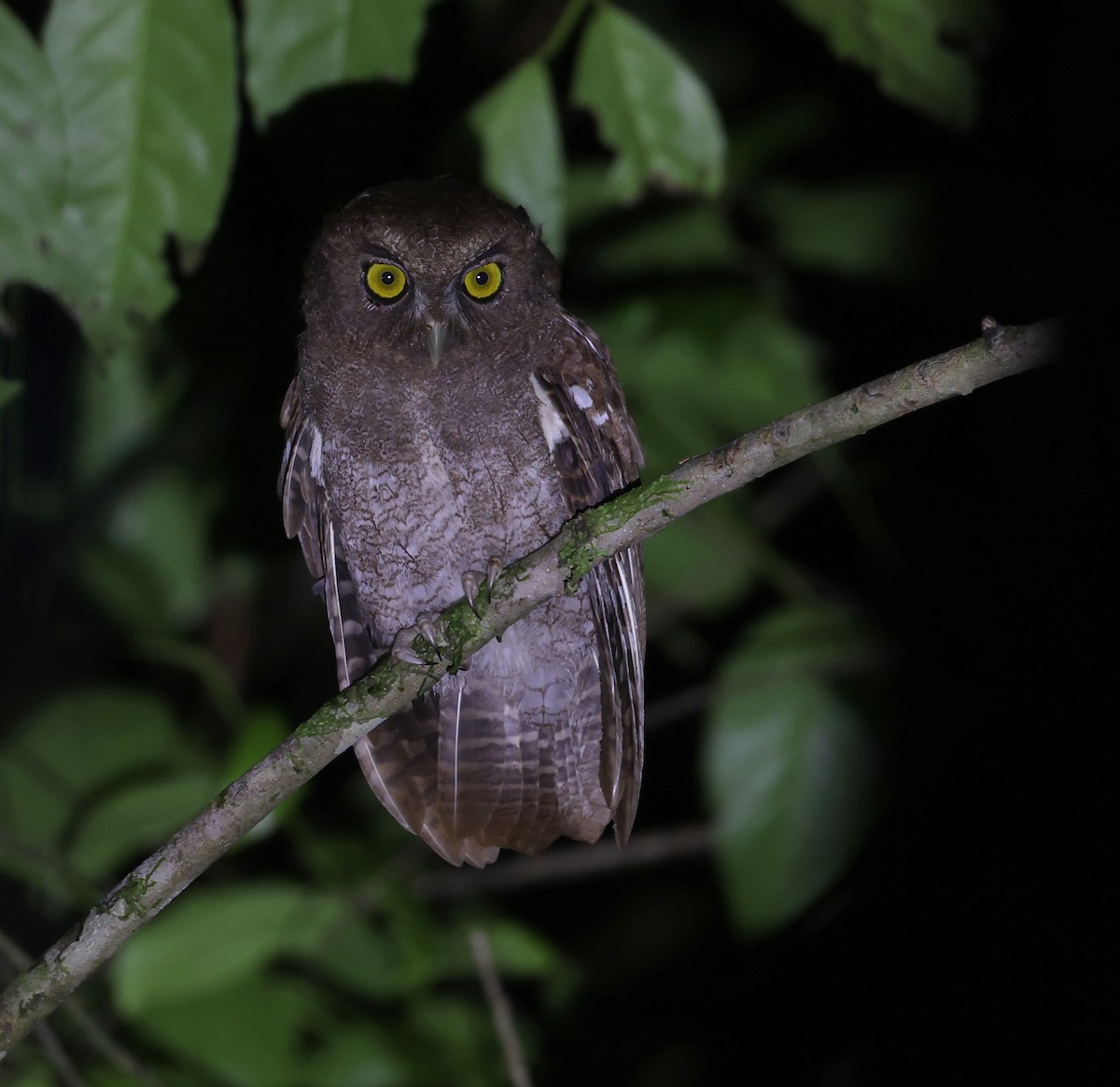 Foothill Screech-Owl - ML645578360