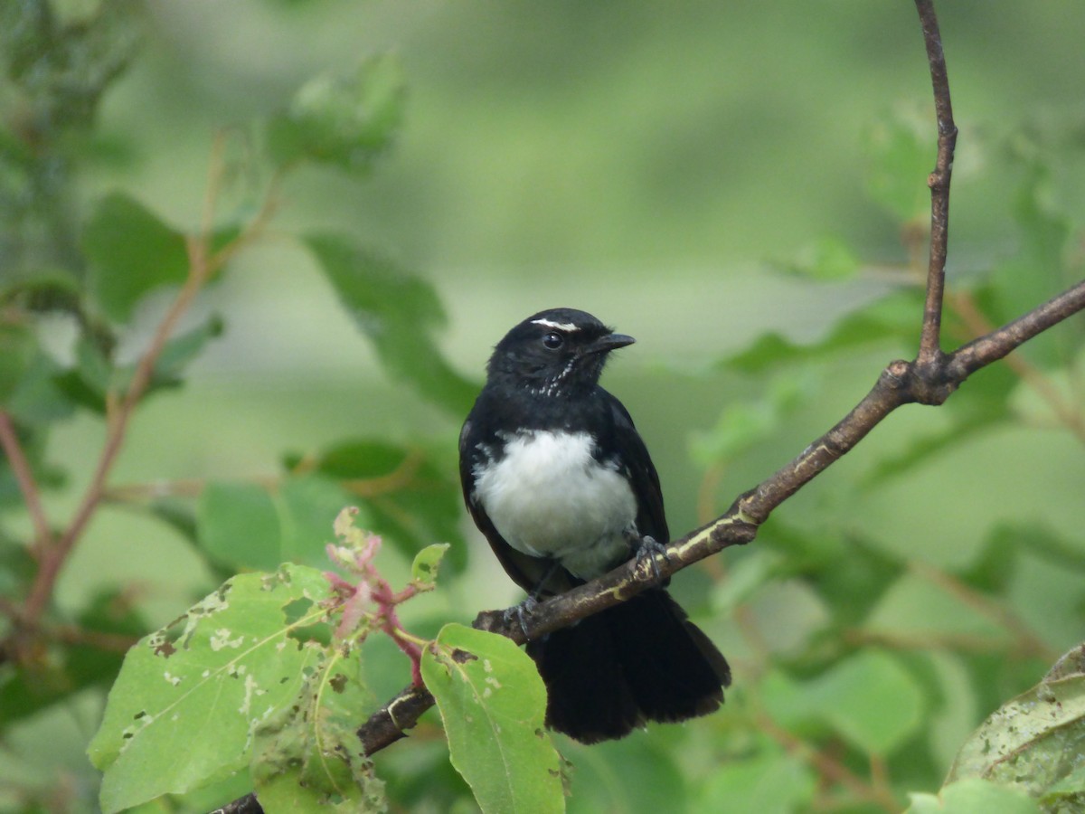 ヨコフリオウギビタキ - ML645578364