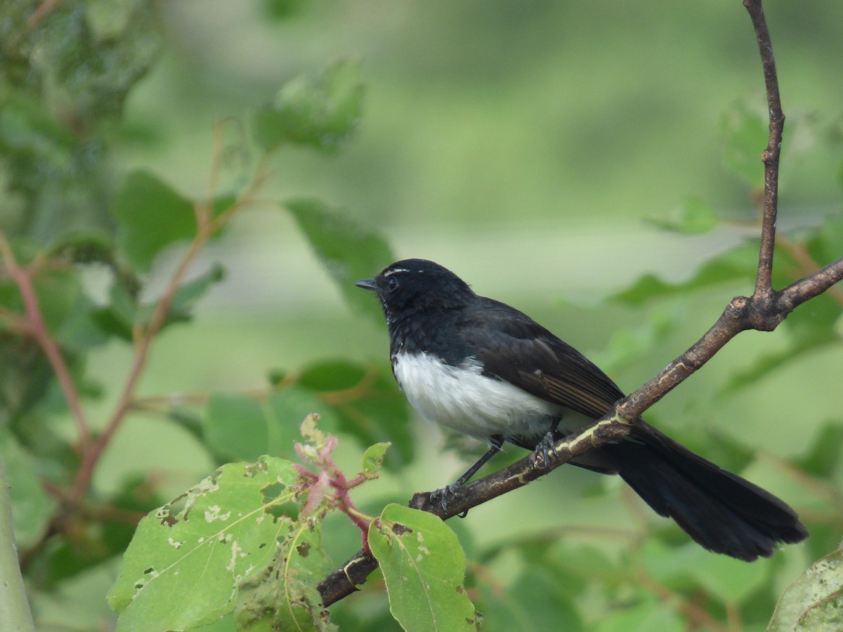 ヨコフリオウギビタキ - ML645578365