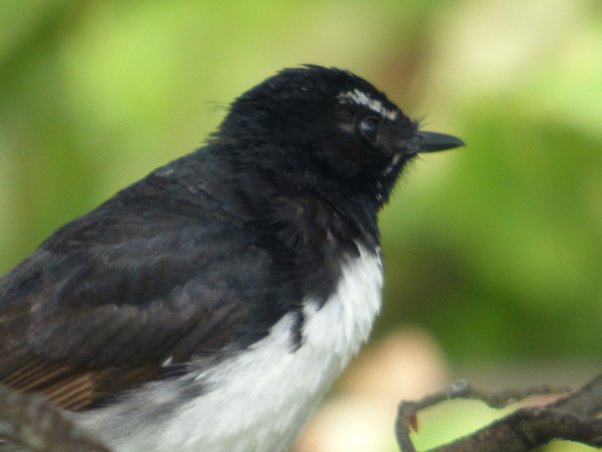 ヨコフリオウギビタキ - ML645578367