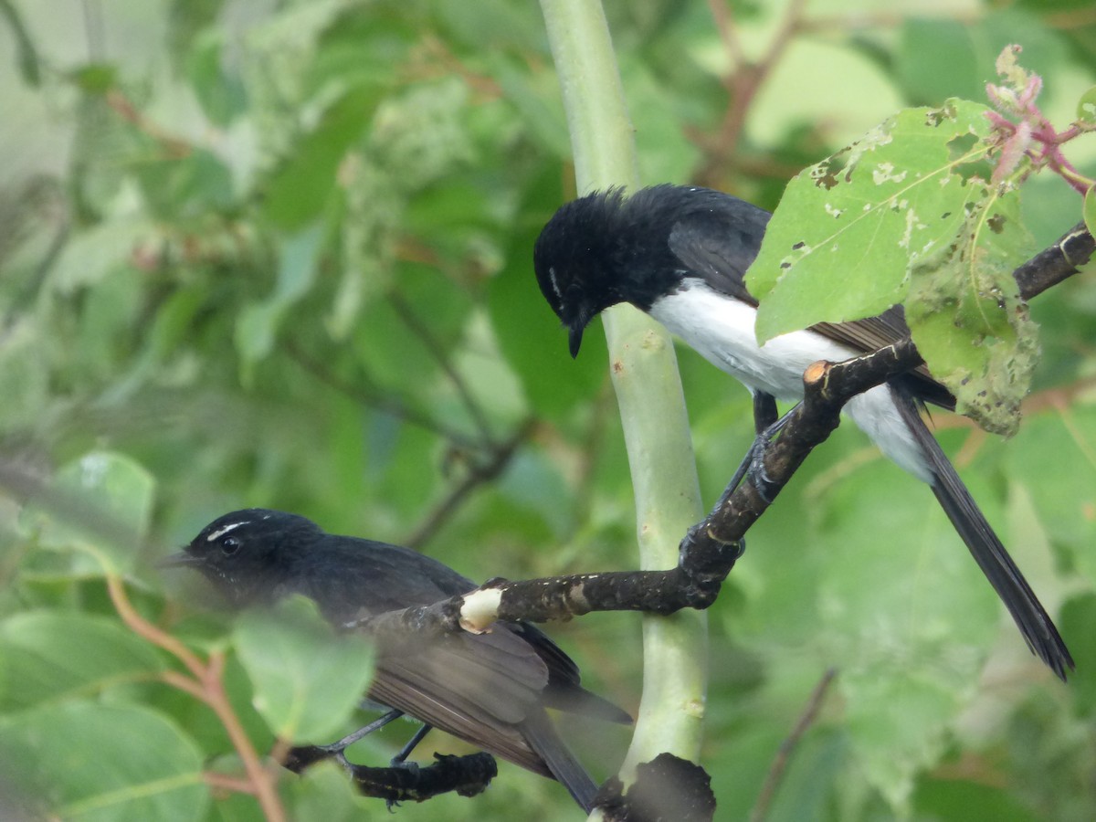 ヨコフリオウギビタキ - ML645578368