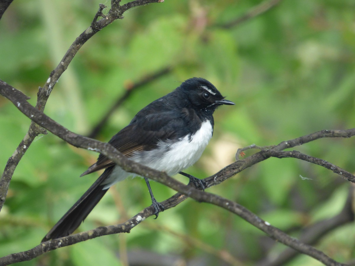 ヨコフリオウギビタキ - ML645578369