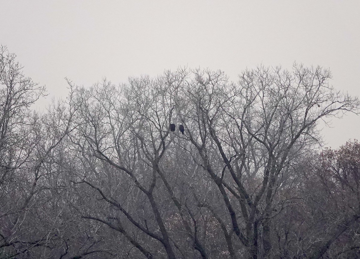 Pygargue à tête blanche - ML645578372