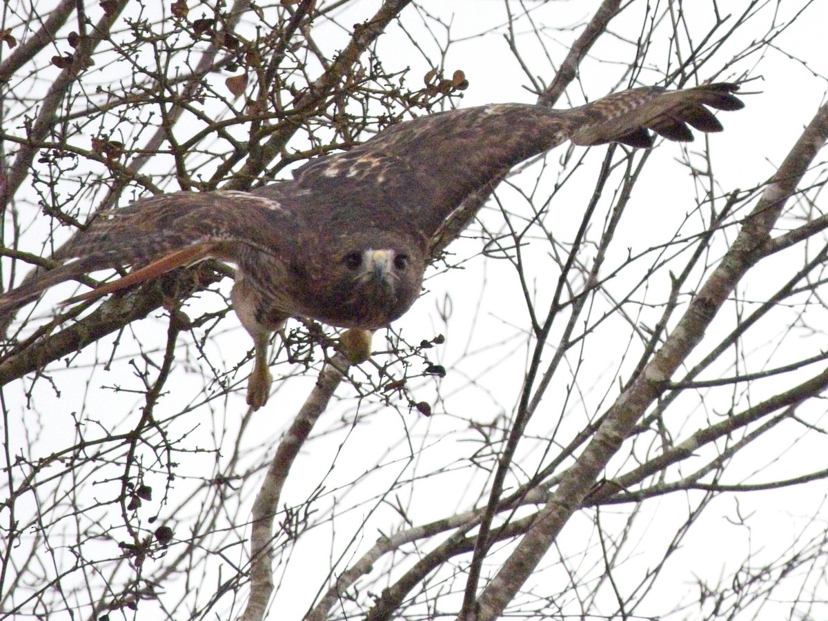 Red-tailed Hawk - ML645578376