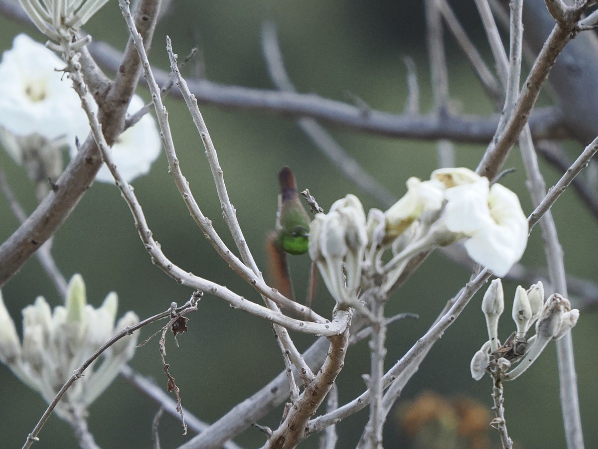 Berylline Hummingbird - ML645578377
