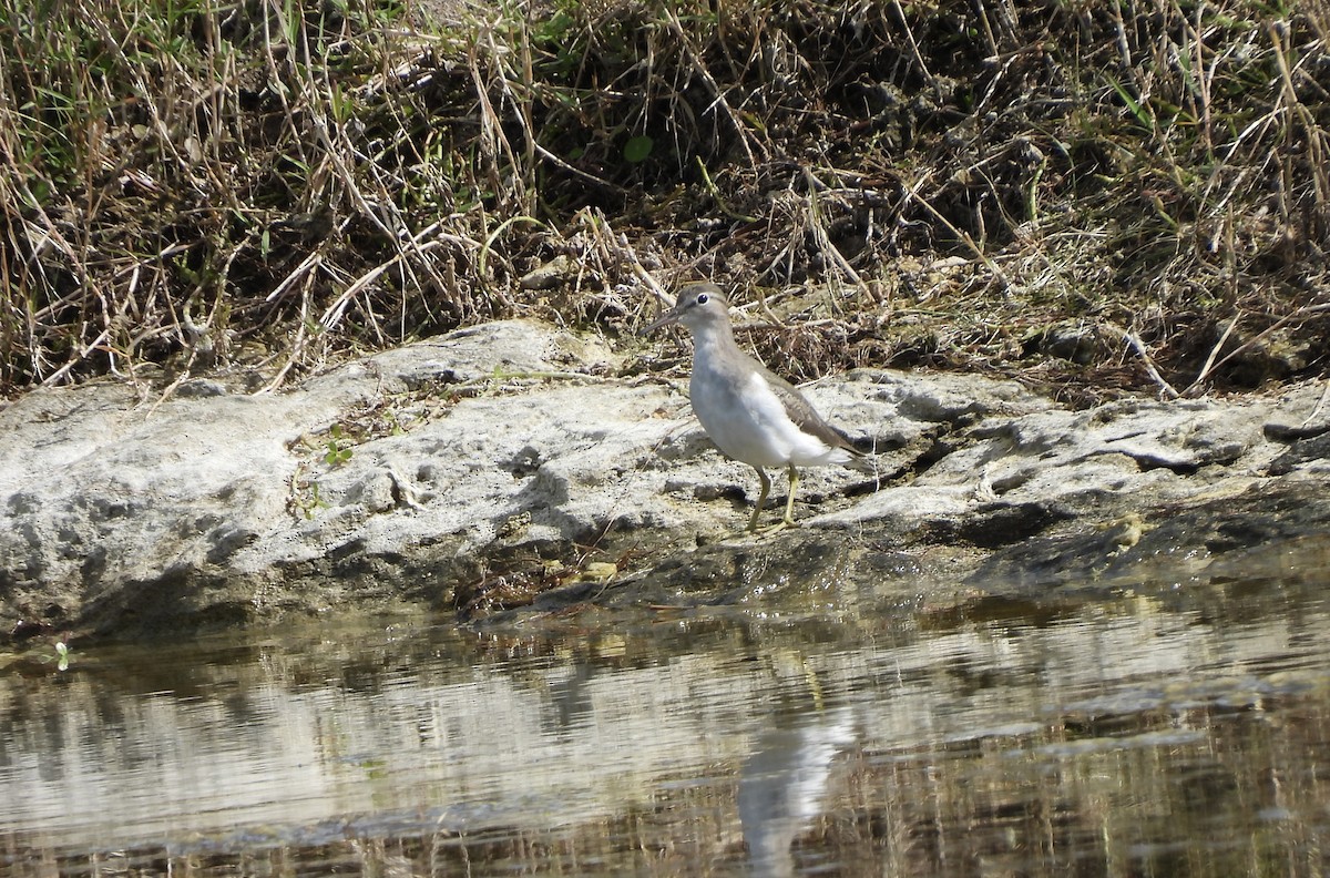 ביצנית נקודה - ML645578379
