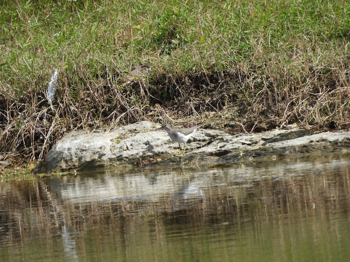 ביצנית נקודה - ML645578380