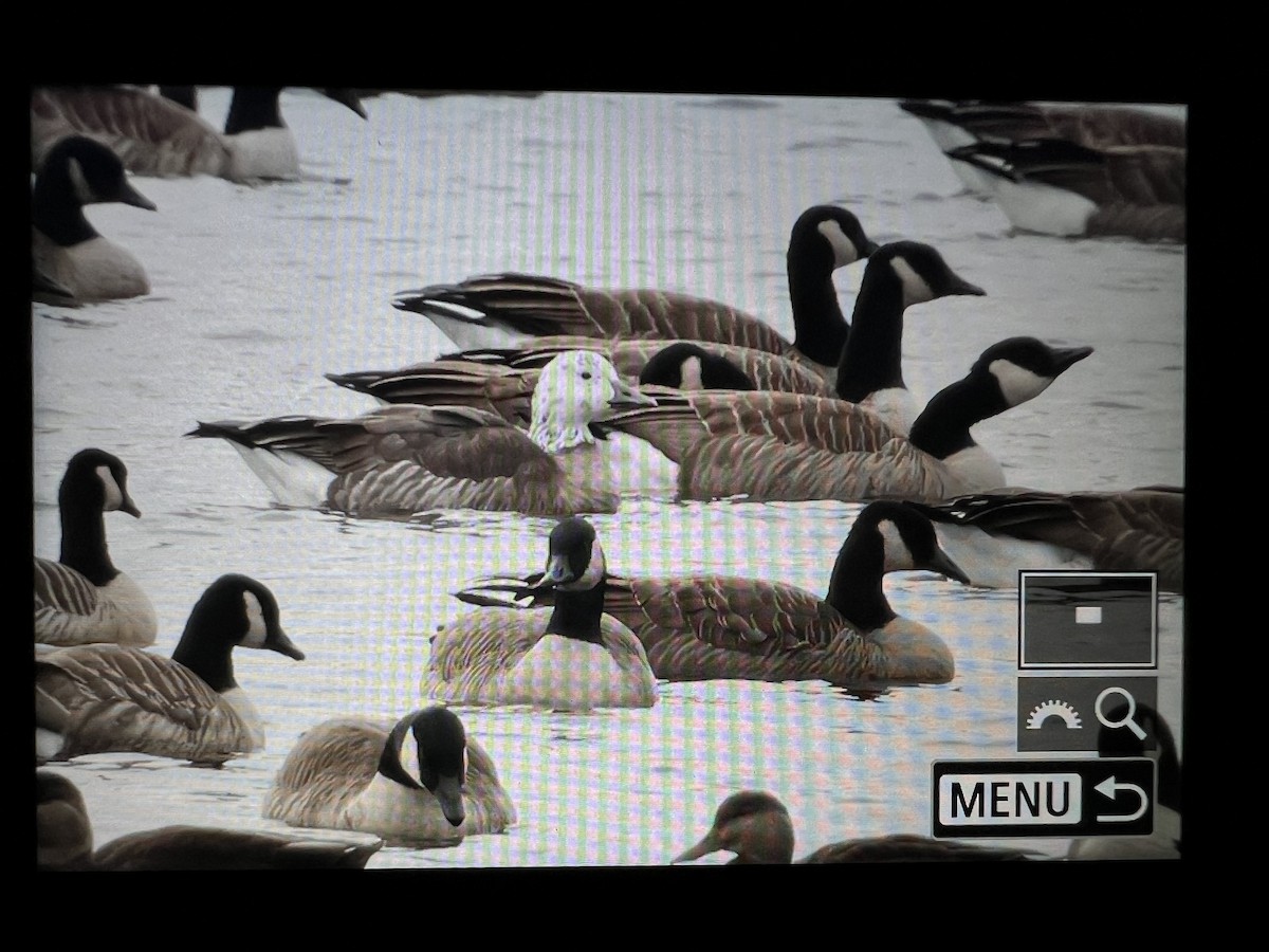 Snow x Canada Goose (hybrid) - ML645578385