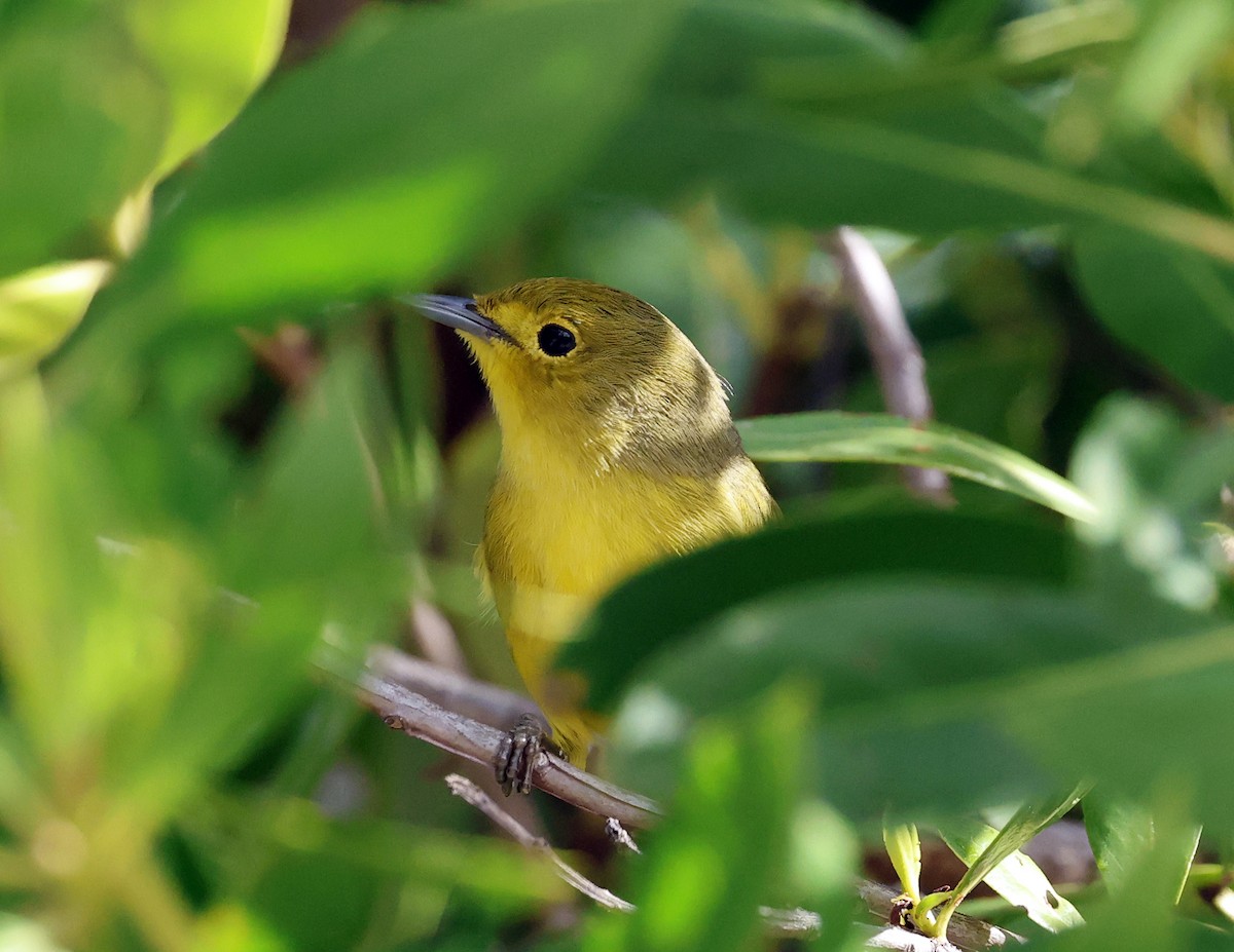 Mangrove Yellow Warbler - ML645578386