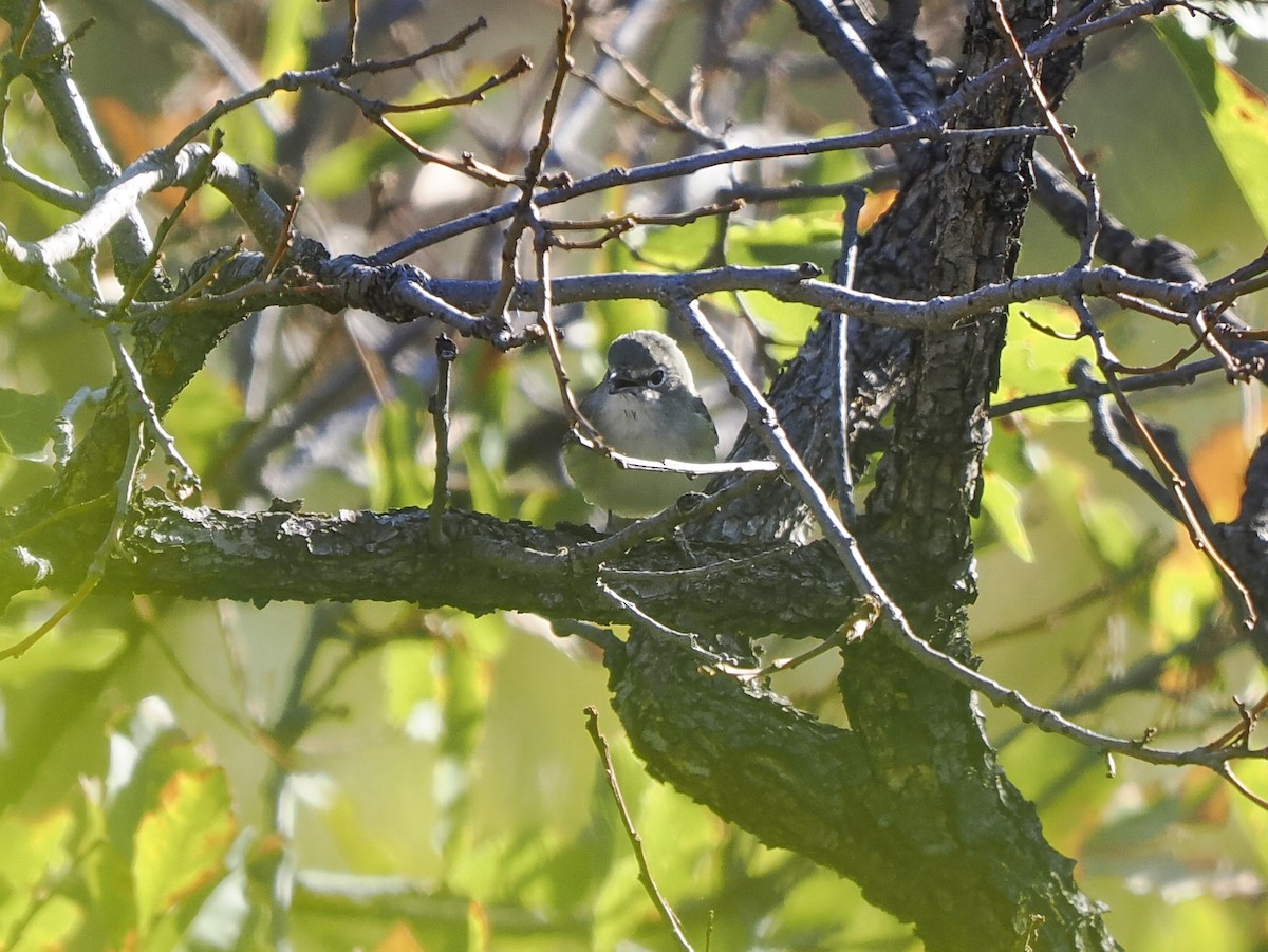 ニシフタスジモズモドキ - ML645578387