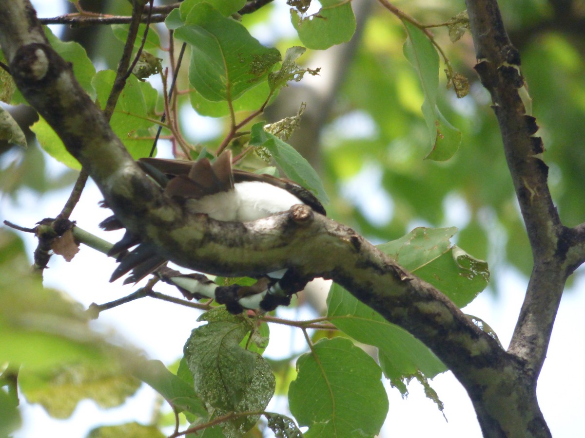 ナマリイロヒラハシ - ML645578389