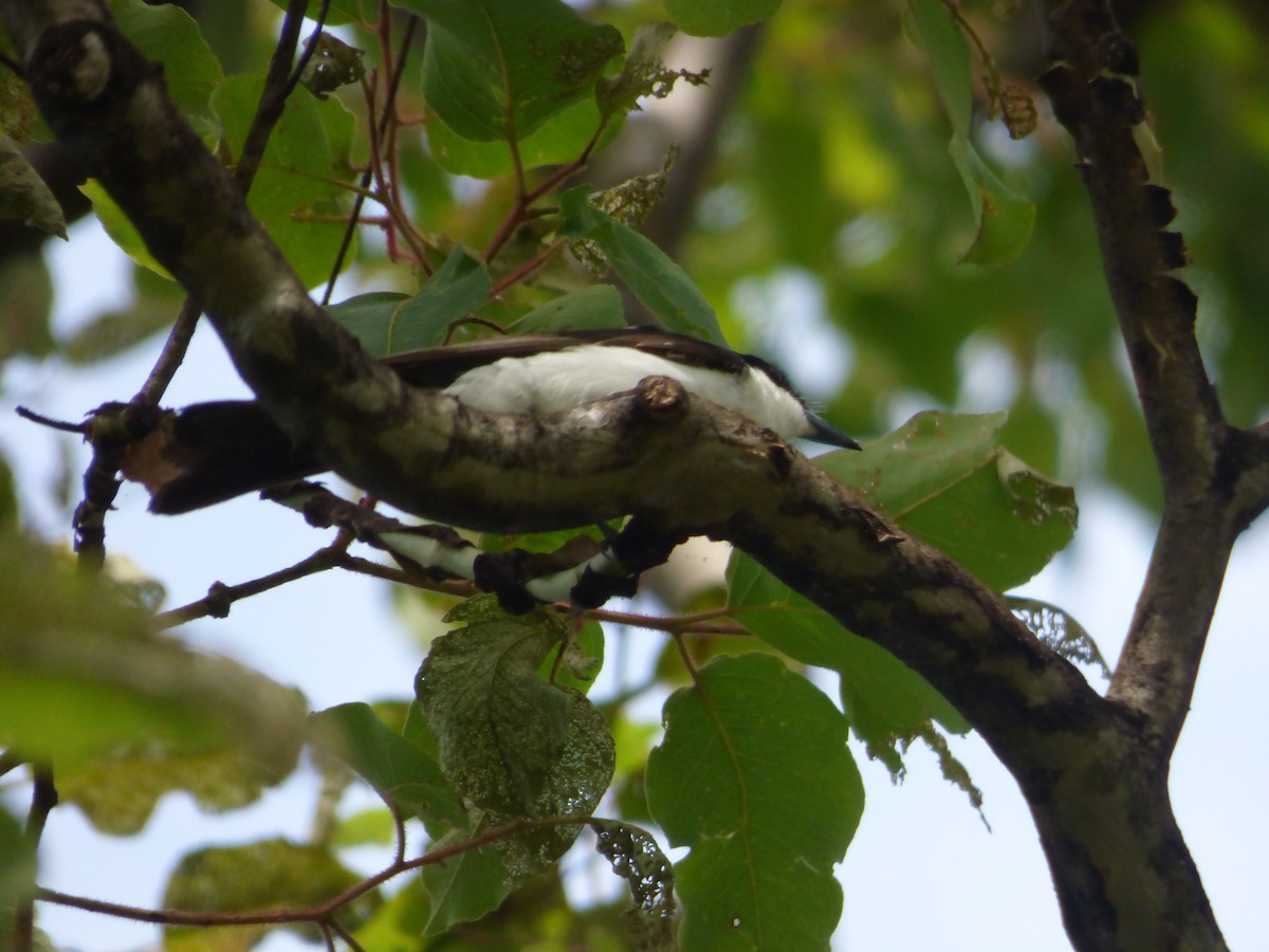 ナマリイロヒラハシ - ML645578390